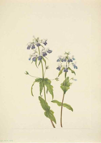Reproducción/Reproduction 33043661688: North American wild flowers. Washington, D.C. :Smithsonian Institution,1925.. 