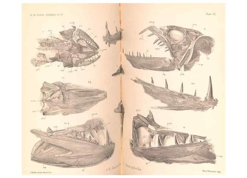 Reproducción/Reproduction 46918902191: Catalogue of the fossil fishes in the British Museum (Natural History) .... London,Printed by order of the Trustees,1889-1901.. 