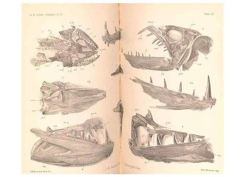 Reproducción/Reproduction 46918902191: Catalogue of the fossil fishes in the British Museum (Natural History) .... London,Printed by order of the Trustees,1889-1901.. 