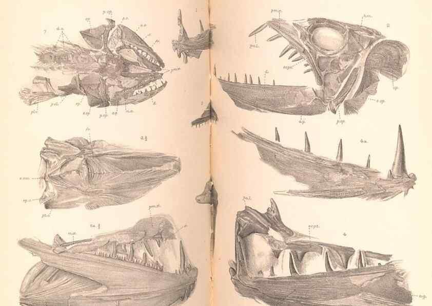Reproducción/Reproduction 46918902191: Catalogue of the fossil fishes in the British Museum (Natural History) .... London,Printed by order of the Trustees,1889-1901.. 