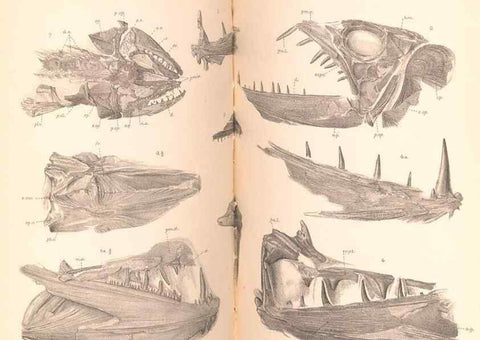 Reproducción/Reproduction 46918902191: Catalogue of the fossil fishes in the British Museum (Natural History) .... London,Printed by order of the Trustees,1889-1901.. 