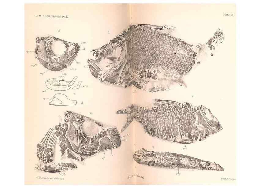 Reproducción/Reproduction 46866782112: Catalogue of the fossil fishes in the British Museum (Natural History) .... London,Printed by order of the Trustees,1889-1901.. 