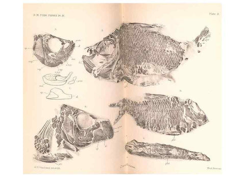 Reproducción/Reproduction 46866782112: Catalogue of the fossil fishes in the British Museum (Natural History) .... London,Printed by order of the Trustees,1889-1901.. 