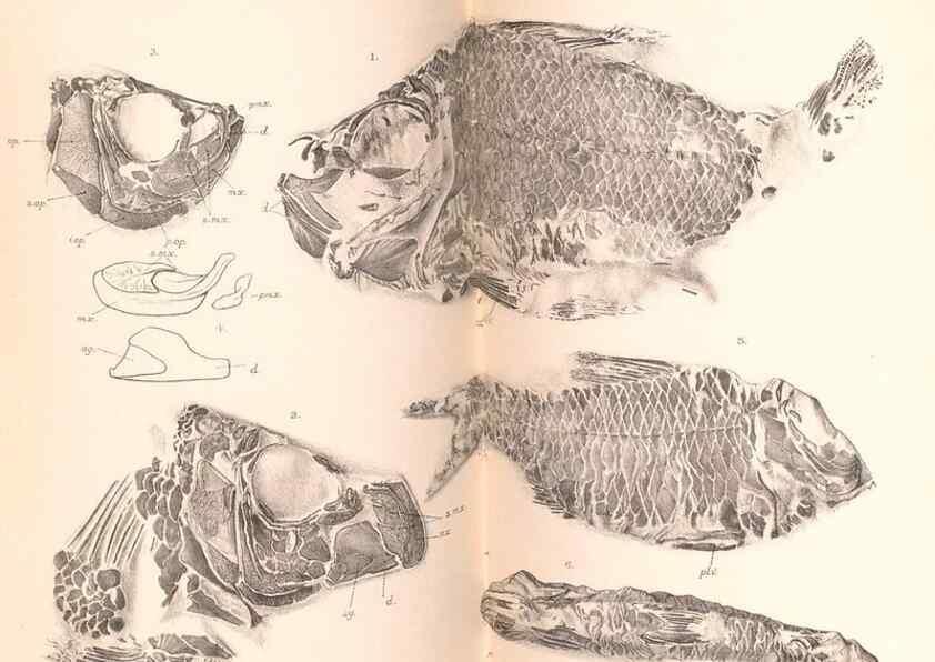 Reproducción/Reproduction 46866782112: Catalogue of the fossil fishes in the British Museum (Natural History) .... London,Printed by order of the Trustees,1889-1901.. 