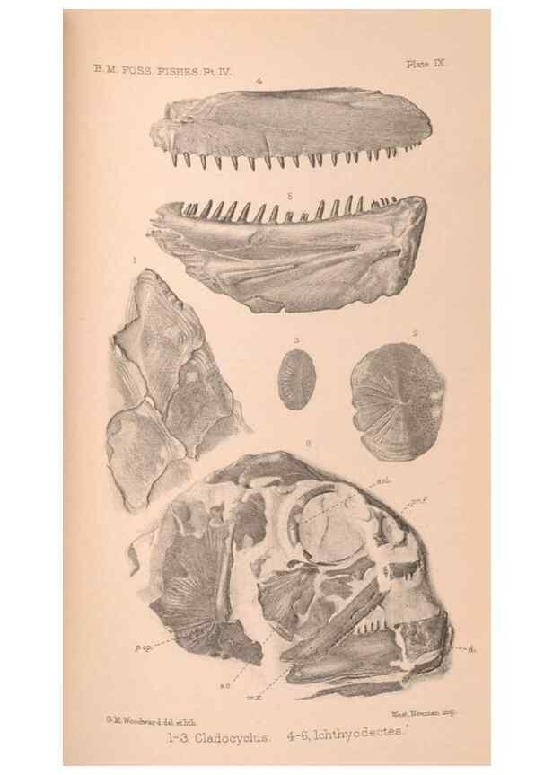 Reproducción/Reproduction 31977755037: Catalogue of the fossil fishes in the British Museum (Natural History) .... London,Printed by order of the Trustees,1889-1901.. 