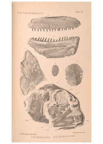 Reproducción/Reproduction 31977755037: Catalogue of the fossil fishes in the British Museum (Natural History) .... London,Printed by order of the Trustees,1889-1901.. 
