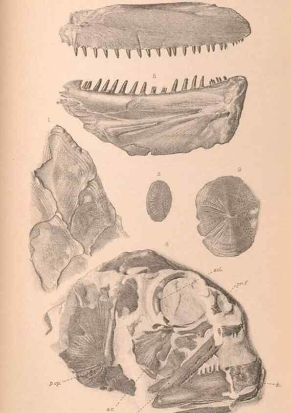 Reproducción/Reproduction 31977755037: Catalogue of the fossil fishes in the British Museum (Natural History) .... London,Printed by order of the Trustees,1889-1901.. 