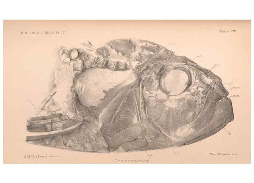 Reproducción/Reproduction 46918899731: Catalogue of the fossil fishes in the British Museum (Natural History) .... London,Printed by order of the Trustees,1889-1901.. 
