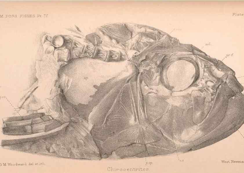 Reproducción/Reproduction 46918899731: Catalogue of the fossil fishes in the British Museum (Natural History) .... London,Printed by order of the Trustees,1889-1901.. 