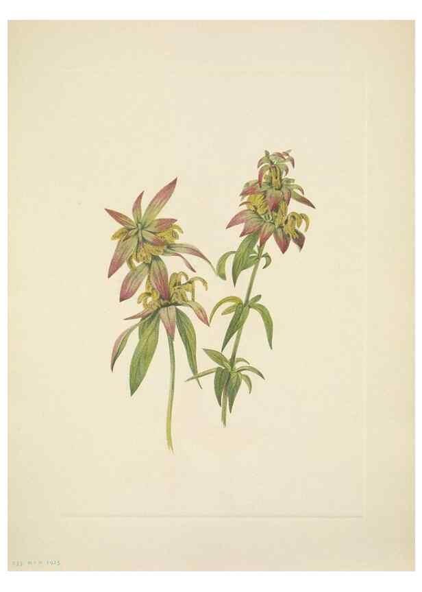 Reproducción/Reproduction 39954124123: North American wild flowers. Washington, D.C. :Smithsonian Institution,1925.. 