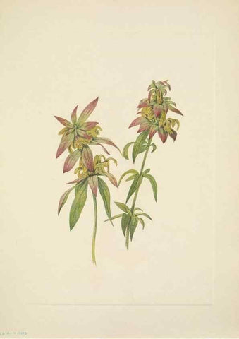 Reproducción/Reproduction 39954124123: North American wild flowers. Washington, D.C. :Smithsonian Institution,1925.. 