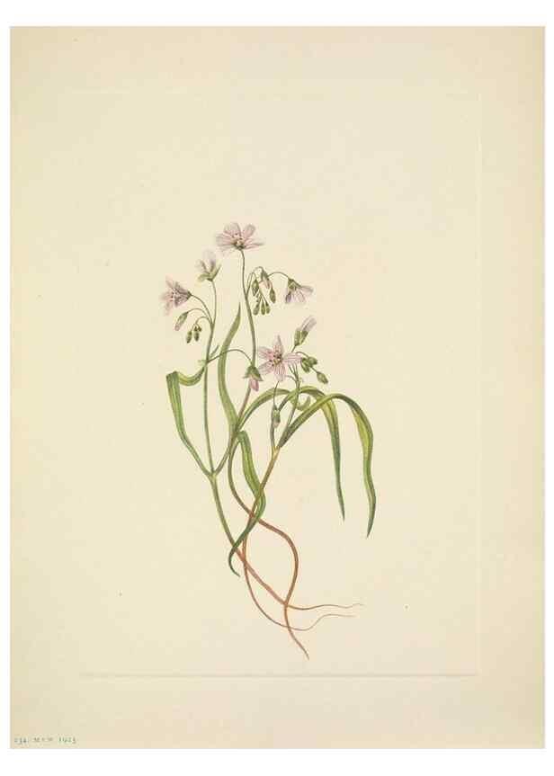 Reproducción/Reproduction 46918867541: North American wild flowers. Washington, D.C. :Smithsonian Institution,1925.. 