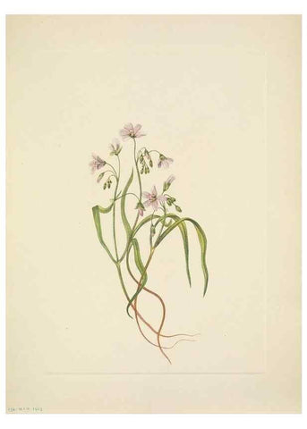 Reproducción/Reproduction 46918867541: North American wild flowers. Washington, D.C. :Smithsonian Institution,1925.. 