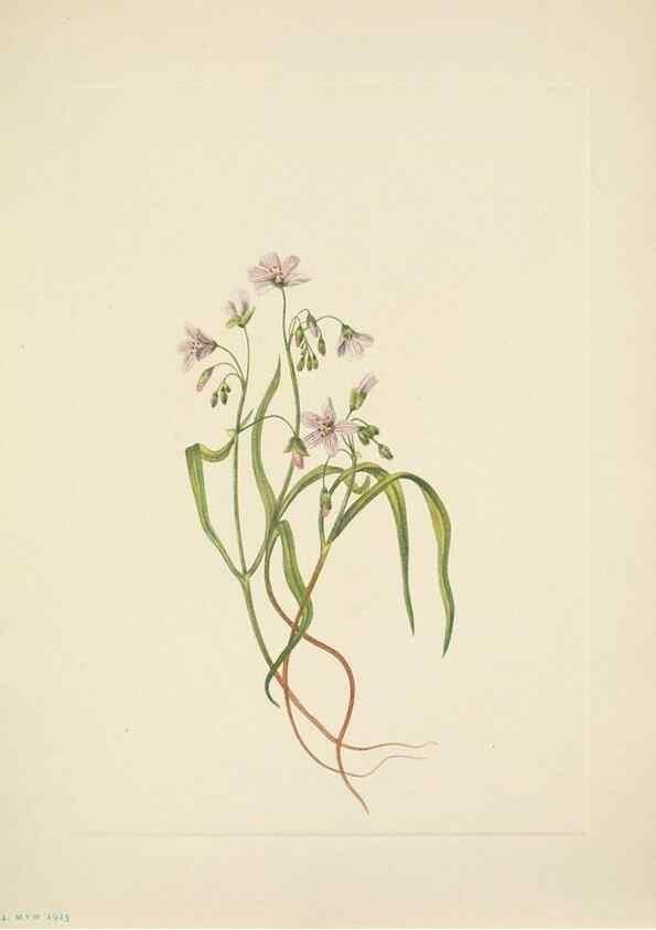 Reproducción/Reproduction 46918867541: North American wild flowers. Washington, D.C. :Smithsonian Institution,1925.. 