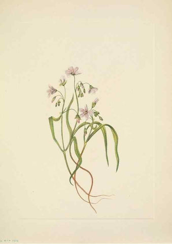 Reproducción/Reproduction 46918867541: North American wild flowers. Washington, D.C. :Smithsonian Institution,1925.. 
