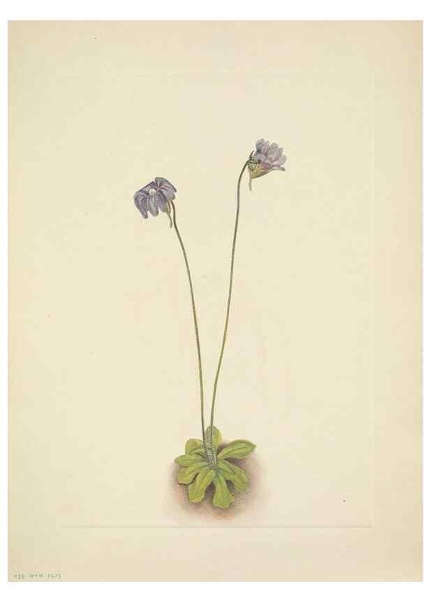 Reproducción/Reproduction 46194093764: North American wild flowers. Washington, D.C. :Smithsonian Institution,1925.. 