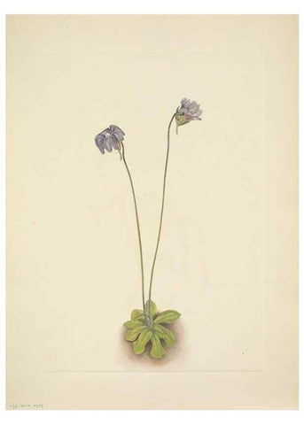 Reproducción/Reproduction 46194093764: North American wild flowers. Washington, D.C. :Smithsonian Institution,1925.. 