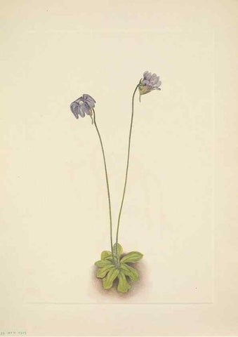 Reproducción/Reproduction 46194093764: North American wild flowers. Washington, D.C. :Smithsonian Institution,1925.. 