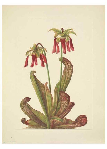 Reproducción/Reproduction 31977734177: North American wild flowers. Washington, D.C. :Smithsonian Institution,1925.. 