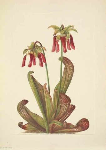 Reproducción/Reproduction 31977734177: North American wild flowers. Washington, D.C. :Smithsonian Institution,1925.. 