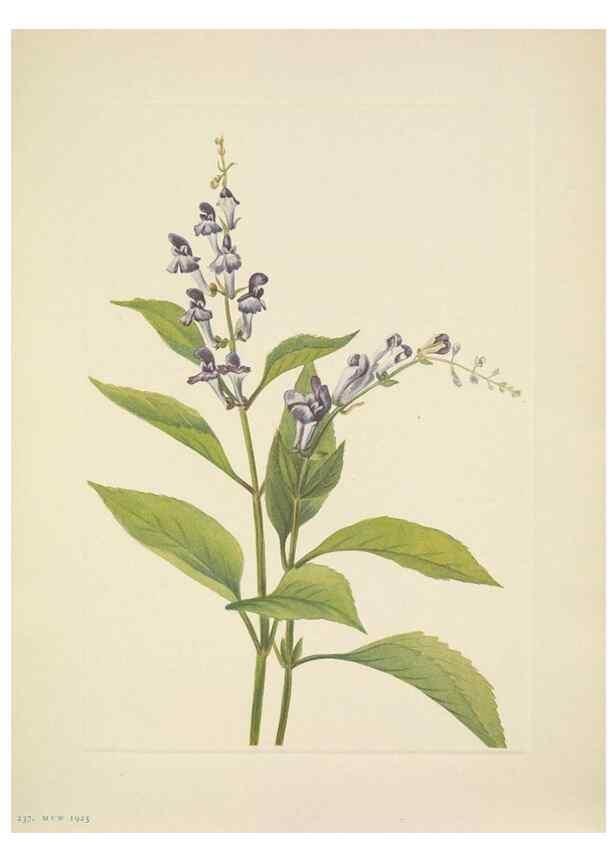 Reproducción/Reproduction 39954127233: North American wild flowers. Washington, D.C. :Smithsonian Institution,1925.. 
