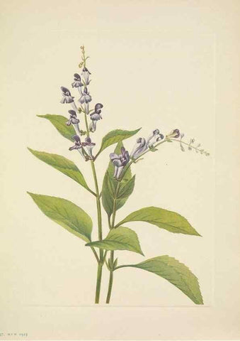 Reproducción/Reproduction 39954127233: North American wild flowers. Washington, D.C. :Smithsonian Institution,1925.. 