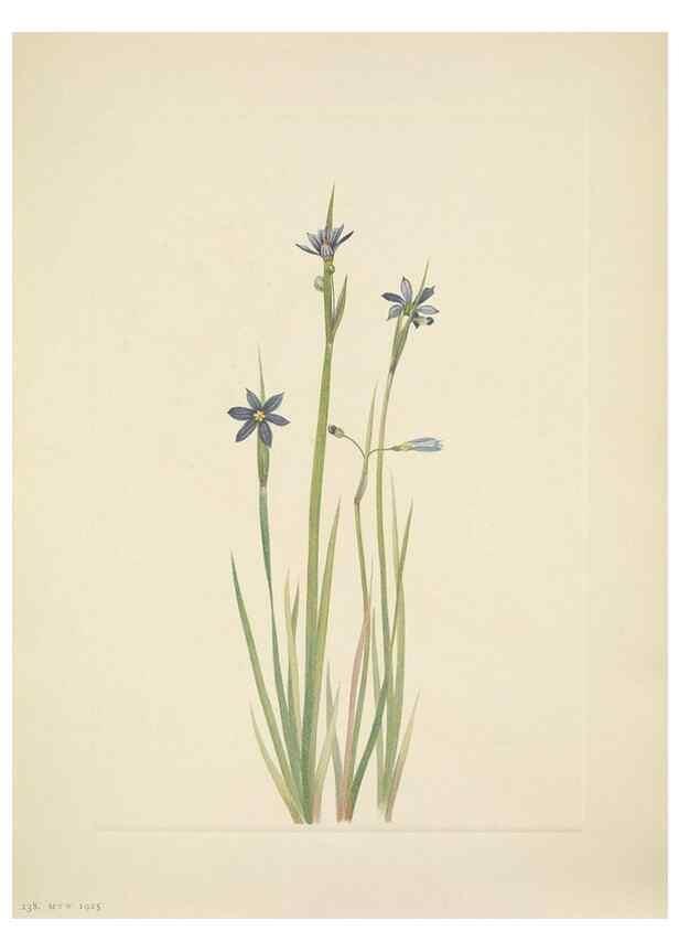 Reproducción/Reproduction 39954128103: North American wild flowers. Washington, D.C. :Smithsonian Institution,1925.. 
