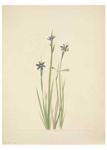 Reproducción/Reproduction 39954128103: North American wild flowers. Washington, D.C. :Smithsonian Institution,1925.. 