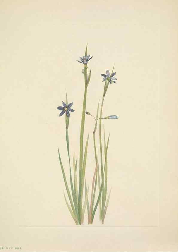 Reproducción/Reproduction 39954128103: North American wild flowers. Washington, D.C. :Smithsonian Institution,1925.. 