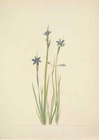 Reproducción/Reproduction 39954128103: North American wild flowers. Washington, D.C. :Smithsonian Institution,1925.. 