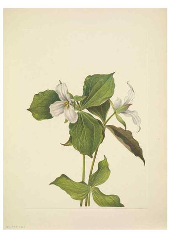 Reproducción/Reproduction 33043545538: North American wild flowers. Washington, D.C. :Smithsonian Institution,1925.. 