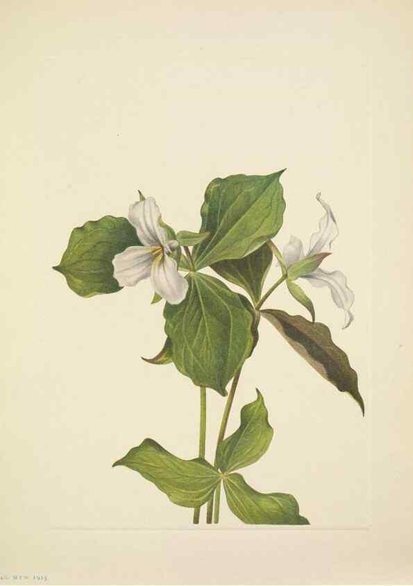 Reproducción/Reproduction 33043545538: North American wild flowers. Washington, D.C. :Smithsonian Institution,1925.. 
