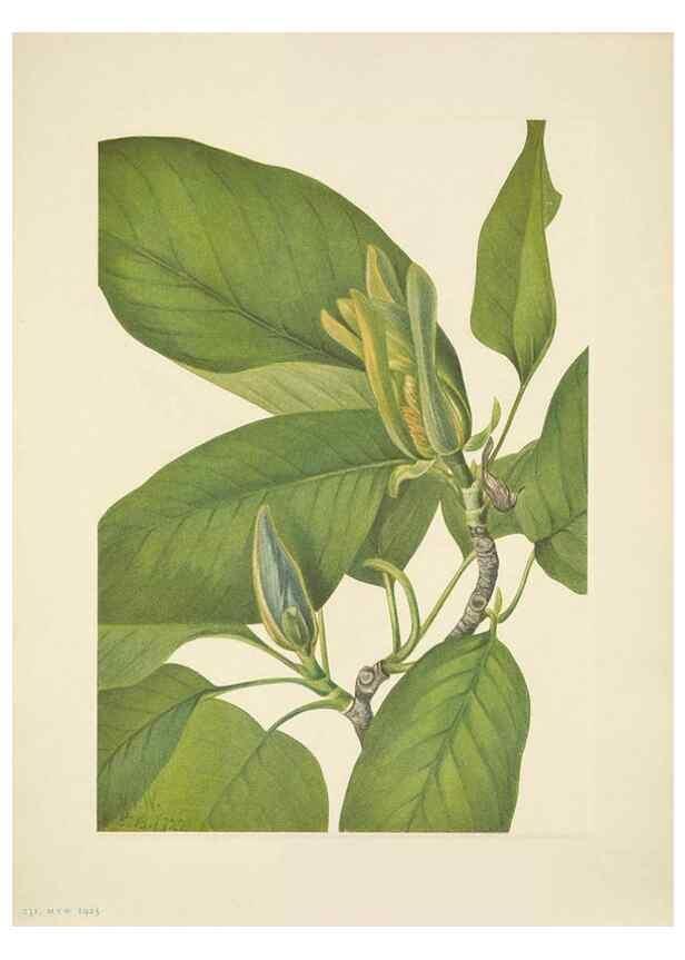Reproducción/Reproduction 33043537838: North American wild flowers. Washington, D.C. :Smithsonian Institution,1925.. 