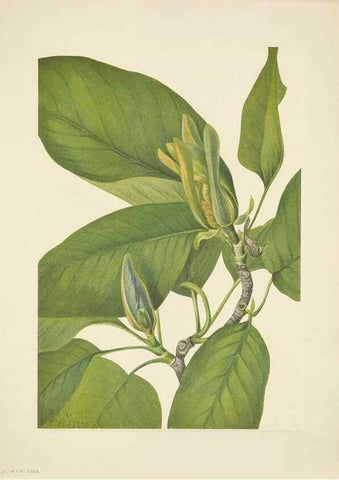 Reproducción/Reproduction 33043537838: North American wild flowers. Washington, D.C. :Smithsonian Institution,1925.. 