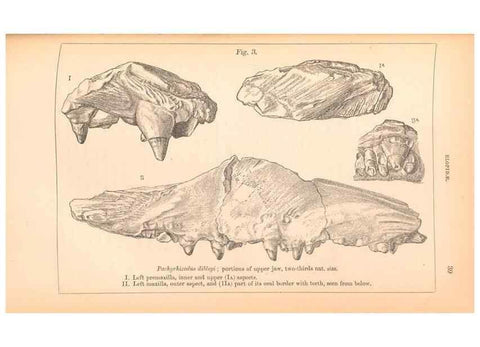 Reproducción/Reproduction 39954146273: Catalogue of the fossil fishes in the British Museum (Natural History) .... London,Printed by order of the Trustees,1889-1901.. 