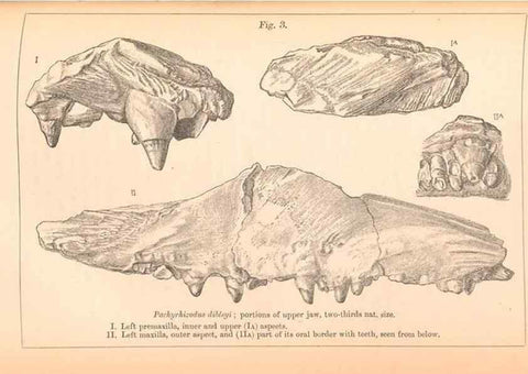 Reproducción/Reproduction 39954146273: Catalogue of the fossil fishes in the British Museum (Natural History) .... London,Printed by order of the Trustees,1889-1901.. 