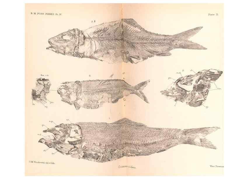 Reproducción/Reproduction 46918894741: Catalogue of the fossil fishes in the British Museum (Natural History) .... London,Printed by order of the Trustees,1889-1901.. 