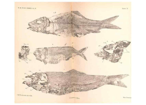 Reproducción/Reproduction 46918894741: Catalogue of the fossil fishes in the British Museum (Natural History) .... London,Printed by order of the Trustees,1889-1901.. 
