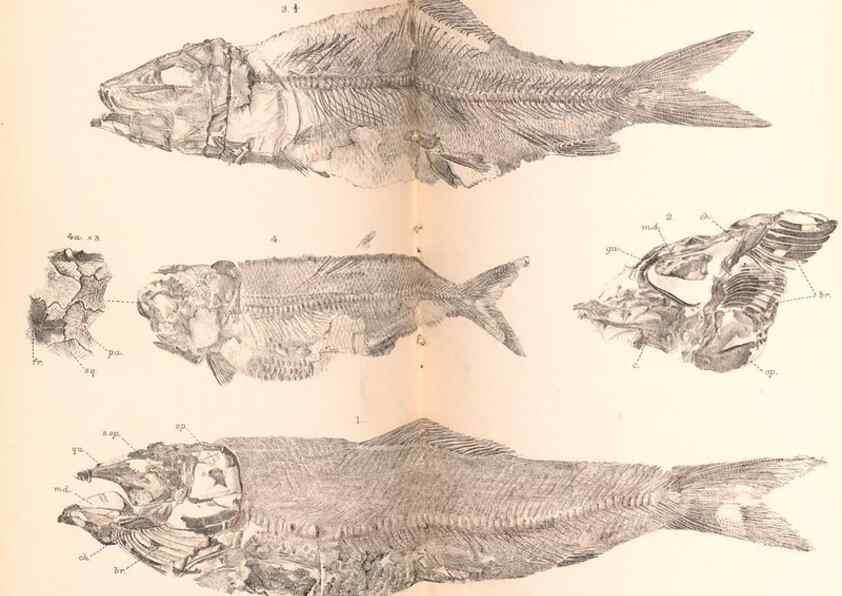 Reproducción/Reproduction 46918894741: Catalogue of the fossil fishes in the British Museum (Natural History) .... London,Printed by order of the Trustees,1889-1901.. 
