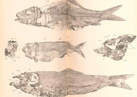 Reproducción/Reproduction 46918894741: Catalogue of the fossil fishes in the British Museum (Natural History) .... London,Printed by order of the Trustees,1889-1901.. 