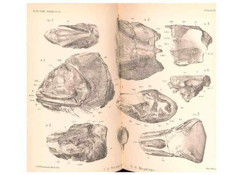 Reproducción/Reproduction 46866777252: Catalogue of the fossil fishes in the British Museum (Natural History) .... London,Printed by order of the Trustees,1889-1901.. 