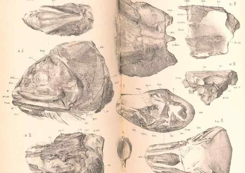 Reproducción/Reproduction 46866777252: Catalogue of the fossil fishes in the British Museum (Natural History) .... London,Printed by order of the Trustees,1889-1901.. 