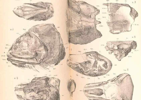 Reproducción/Reproduction 46866777252: Catalogue of the fossil fishes in the British Museum (Natural History) .... London,Printed by order of the Trustees,1889-1901.. 