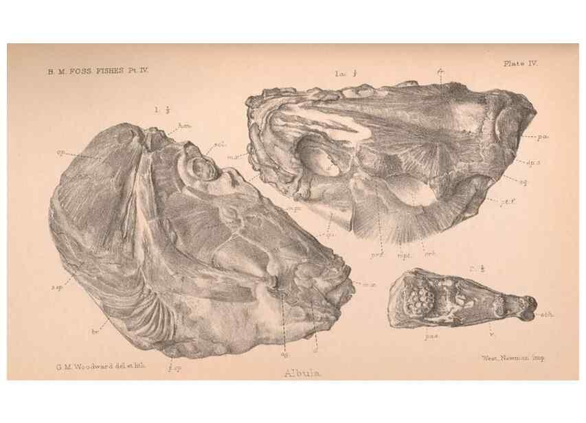 Reproducción/Reproduction 46866777922: Catalogue of the fossil fishes in the British Museum (Natural History) .... London,Printed by order of the Trustees,1889-1901.. 
