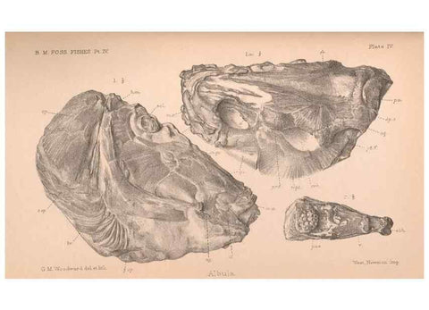 Reproducción/Reproduction 46866777922: Catalogue of the fossil fishes in the British Museum (Natural History) .... London,Printed by order of the Trustees,1889-1901.. 