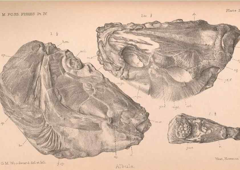 Reproducción/Reproduction 46866777922: Catalogue of the fossil fishes in the British Museum (Natural History) .... London,Printed by order of the Trustees,1889-1901.. 