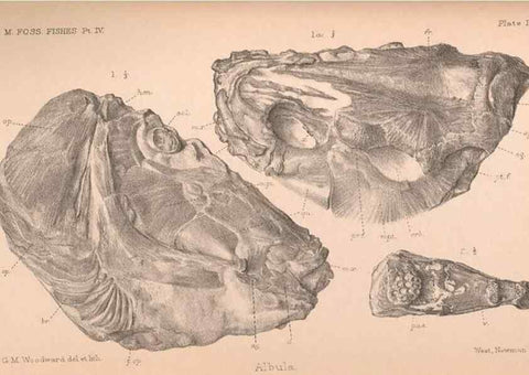 Reproducción/Reproduction 46866777922: Catalogue of the fossil fishes in the British Museum (Natural History) .... London,Printed by order of the Trustees,1889-1901.. 