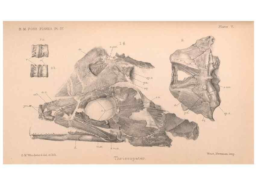 Reproducción/Reproduction 46918897161: Catalogue of the fossil fishes in the British Museum (Natural History) .... London,Printed by order of the Trustees,1889-1901.. 