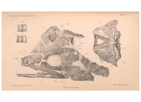Reproducción/Reproduction 46918897161: Catalogue of the fossil fishes in the British Museum (Natural History) .... London,Printed by order of the Trustees,1889-1901.. 