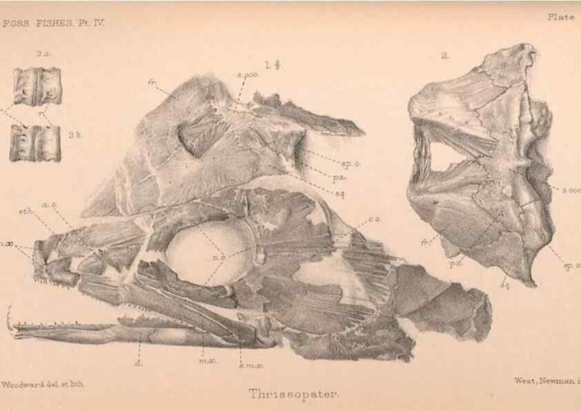 Reproducción/Reproduction 46918897161: Catalogue of the fossil fishes in the British Museum (Natural History) .... London,Printed by order of the Trustees,1889-1901.. 